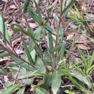 Podolepis jaceoides at Burra, NSW - 20 Oct 2020