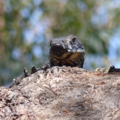 Varanus varius (Lace Monitor) at Black Range, NSW - 21 Oct 2020 by MatthewHiggins