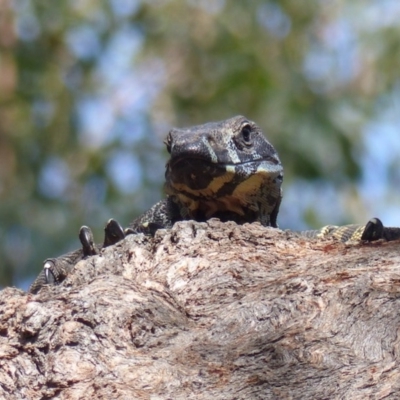 Varanus varius (Lace Monitor) at Black Range, NSW - 21 Oct 2020 by MatthewHiggins