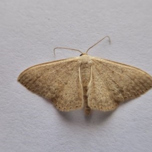 Scopula (genus) at Yass River, NSW - 21 Oct 2020 04:12 PM