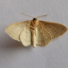 Scopula (genus) at Yass River, NSW - 21 Oct 2020 04:12 PM