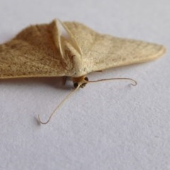 Scopula (genus) at Yass River, NSW - 21 Oct 2020 04:12 PM