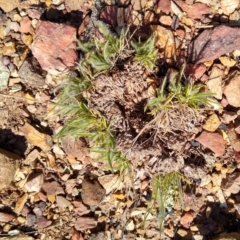 Rytidosperma sp. (Wallaby Grass) at Gundaroo, NSW - 19 Oct 2020 by MaartjeSevenster