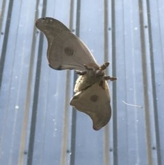 Opodiphthera sp. (genus) (A gum moth) at Acton, ACT - 20 Oct 2020 by lydialuc