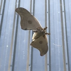 Opodiphthera sp. (genus) (A gum moth) at Australian National University - 20 Oct 2020 by lydialuc