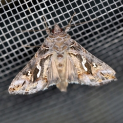 Chrysodeixis argentifera (Tobacco Looper) at O'Connor, ACT - 18 Oct 2020 by ibaird