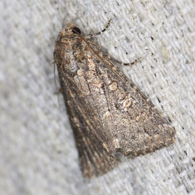 Hypoperigea tonsa (A Noctuid moth (Acronictinae) at O'Connor, ACT - 18 Oct 2020 by ibaird