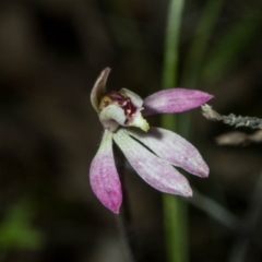 Caladenia mentiens (Cryptic Pink-fingers) at Tralee, NSW - 21 Oct 2020 by dan.clark