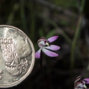 Caladenia mentiens at Tralee, NSW - 21 Oct 2020