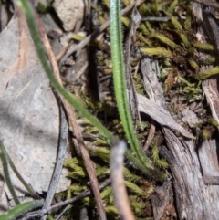 Caladenia mentiens at Tralee, NSW - 21 Oct 2020