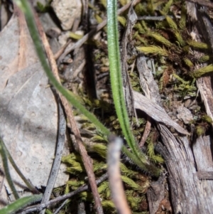 Caladenia mentiens at Tralee, NSW - 21 Oct 2020