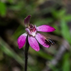 Caladenia mentiens at Tralee, NSW - 21 Oct 2020