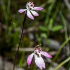 Caladenia mentiens at Tralee, NSW - 21 Oct 2020