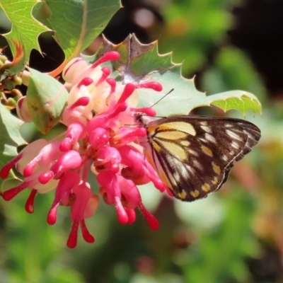 Belenois java (Caper White) at ANBG - 21 Oct 2020 by RodDeb