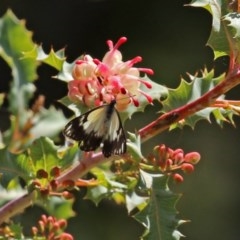 Belenois java at Acton, ACT - 21 Oct 2020