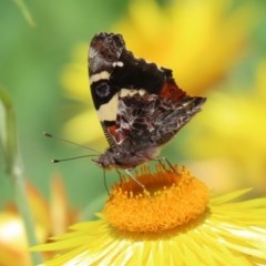 Vanessa itea (Yellow Admiral) at ANBG - 21 Oct 2020 by RodDeb