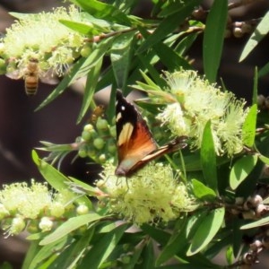 Vanessa itea at Acton, ACT - 21 Oct 2020