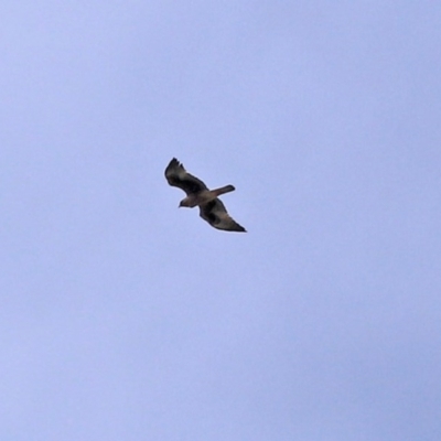 Hieraaetus morphnoides (Little Eagle) at Acton, ACT - 21 Oct 2020 by RodDeb