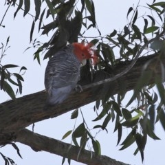 Callocephalon fimbriatum (Gang-gang Cockatoo) at ANBG - 21 Oct 2020 by RodDeb