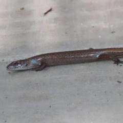 Saproscincus mustelinus (Weasel Skink) at ANBG - 21 Oct 2020 by RodDeb