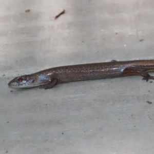 Saproscincus mustelinus at Acton, ACT - 21 Oct 2020