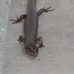 Saproscincus mustelinus at Acton, ACT - 21 Oct 2020