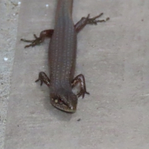 Saproscincus mustelinus at Acton, ACT - 21 Oct 2020 01:17 PM