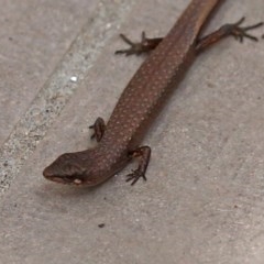 Saproscincus mustelinus at Acton, ACT - 21 Oct 2020 01:17 PM