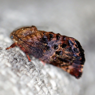 Peritropha oligodrachma (A twig moth) at O'Connor, ACT - 18 Oct 2020 by ibaird