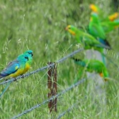 Psephotus haematonotus (Red-rumped Parrot) at Denman Prospect, ACT - 20 Oct 2020 by Harrisi