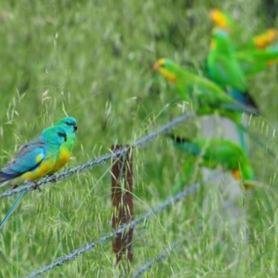 Psephotus haematonotus (Red-rumped Parrot) at Denman Prospect, ACT - 20 Oct 2020 by Harrisi