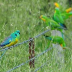Psephotus haematonotus (Red-rumped Parrot) at Denman Prospect, ACT - 19 Oct 2020 by Harrisi