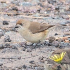 Aphelocephala leucopsis (Southern Whiteface) at Holt, ACT - 14 Oct 2020 by Harrisi