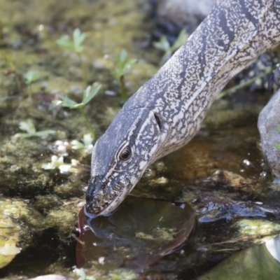 Varanus rosenbergi (Heath or Rosenberg's Monitor) at Michelago, NSW - 20 Nov 2019 by Illilanga