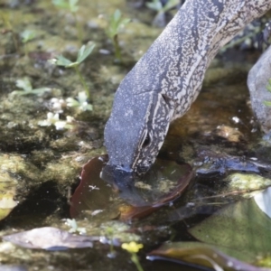 Varanus rosenbergi at Michelago, NSW - 21 Nov 2019