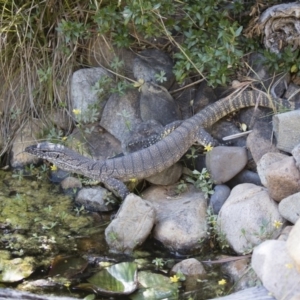 Varanus rosenbergi at Michelago, NSW - 21 Nov 2019