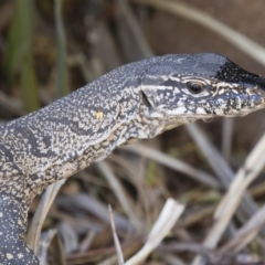 Varanus rosenbergi at Michelago, NSW - 21 Nov 2019