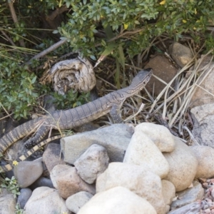 Varanus rosenbergi at Michelago, NSW - 21 Nov 2019