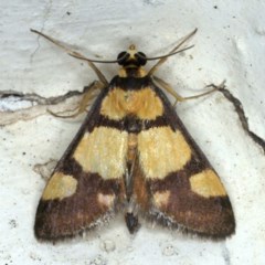 Deuterarcha xanthomela (A Crambid moth (Spilomelinae)) at Ainslie, ACT - 21 Oct 2020 by jb2602