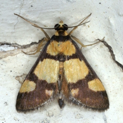 Deuterarcha xanthomela (A Crambid moth (Spilomelinae)) at Ainslie, ACT - 21 Oct 2020 by jb2602