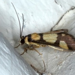 Deuterarcha xanthomela at Ainslie, ACT - 21 Oct 2020