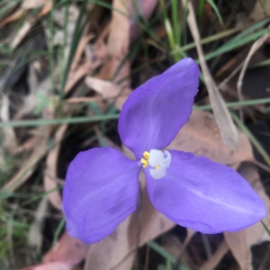 Patersonia glabrata at Mystery Bay, NSW - 22 Oct 2020