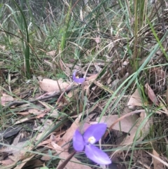 Patersonia glabrata at Mystery Bay, NSW - 22 Oct 2020