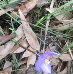 Patersonia glabrata at Mystery Bay, NSW - 22 Oct 2020