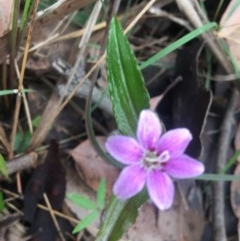 Schelhammera undulata (Lilac Lily) at Mystery Bay, NSW - 21 Oct 2020 by LocalFlowers