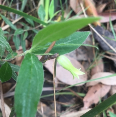 Billardiera mutabilis (Climbing Apple Berry, Apple Berry, Snot Berry, Apple Dumblings, Changeable Flowered Billardiera) at Eurobodalla National Park - 21 Oct 2020 by LocalFlowers