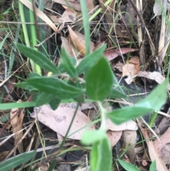 Billardiera mutabilis at Mystery Bay, NSW - 22 Oct 2020