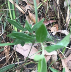 Billardiera mutabilis at Mystery Bay, NSW - 22 Oct 2020