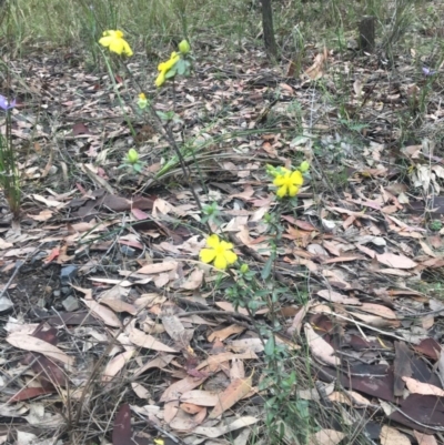 Hibbertia sp. (Guinea Flower) at Mystery Bay, NSW - 22 Oct 2020 by LocalFlowers