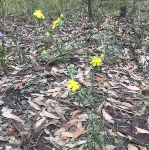 Hibbertia sp. at Mystery Bay, NSW - 22 Oct 2020